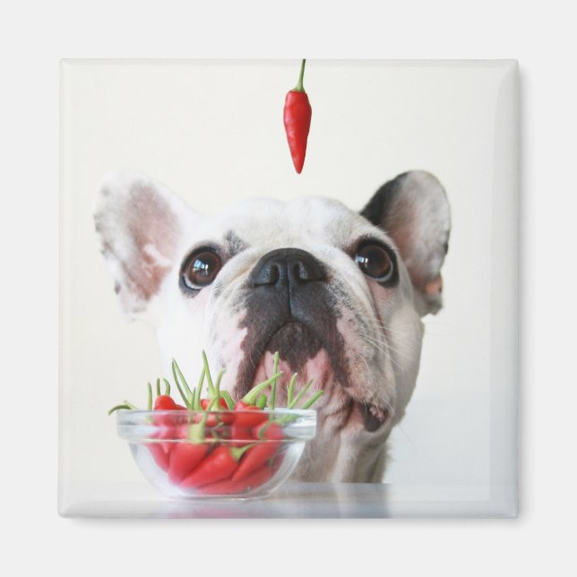 Fransk Bulldog Tittar på en rödpeppar Magnet (Framsidan)