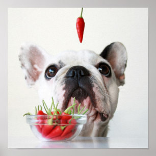 Fransk Bulldog Tittar på en rödpeppar Poster
