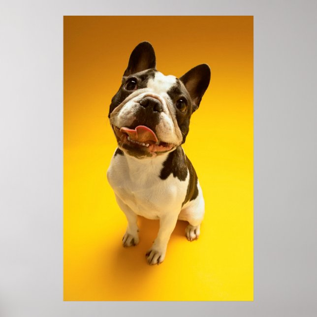 Fransk Bulldog Tittar upp Poster (Framsidan)