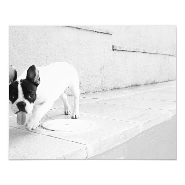 Fransk bulldog tunga ut fototryck (Framsidan)