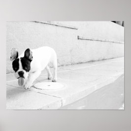 Fransk bulldog tunga ut poster