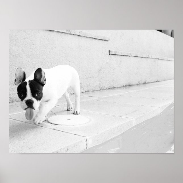 Fransk bulldog tunga ut poster (Framsidan)