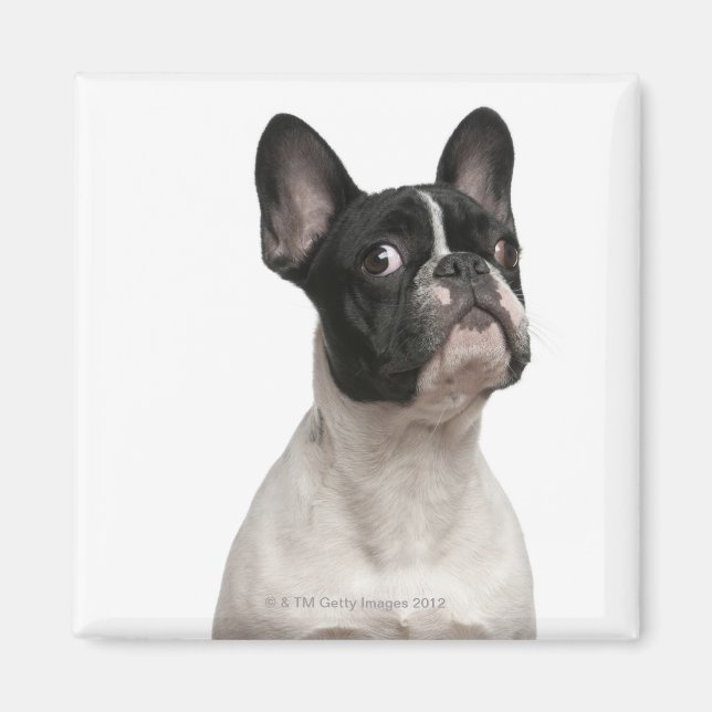 Fransk Bulldog-valp (5 månader gammal) Magnet (Framsidan)