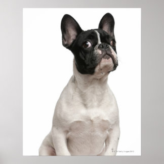 Fransk Bulldog-valp (5 månader gammal) Poster