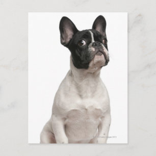 Fransk Bulldog-valp (5 månader gammal) Vykort