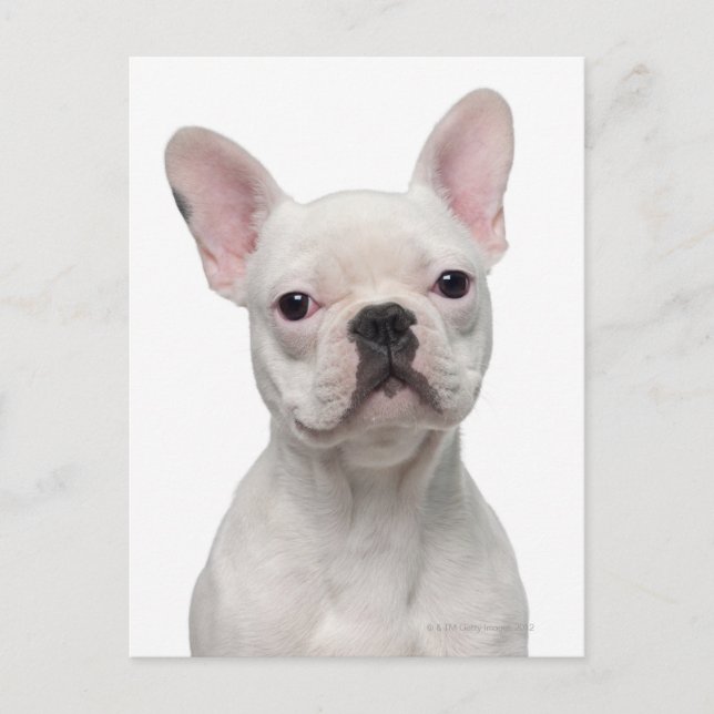 Fransk Bulldog Valp (5 månader gammal) Vykort (Framsida)