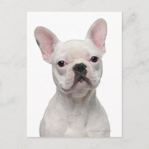 Fransk Bulldog Valp (5 månader gammal) Vykort