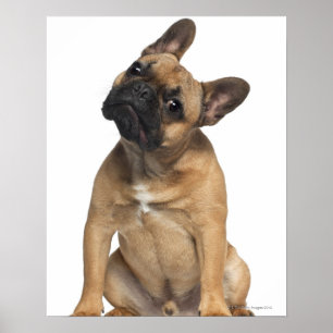 Fransk Bulldog-valp (7 månader gammal) Poster