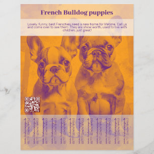 Fransk Bulldog Valp Flyer