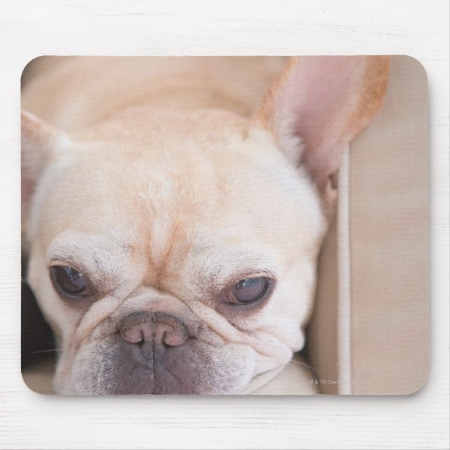 Fransk bulldog vilande på soffa musmatta (Framsidan)
