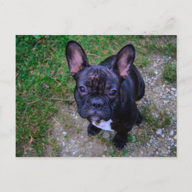 Fransk Bulldog Vykort (Framsida)