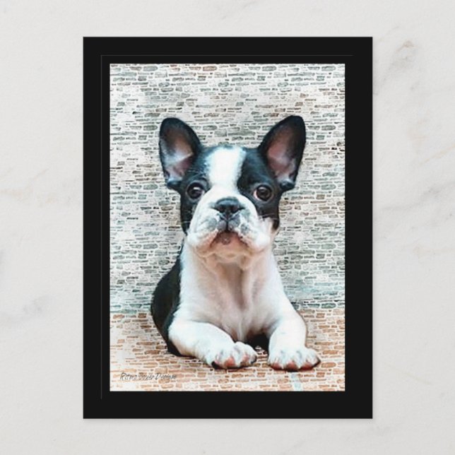 Fransk Bulldog vykort (Framsida)