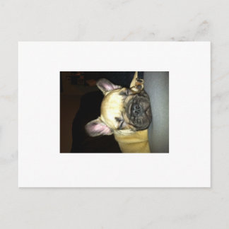 Fransk bulldog vykort