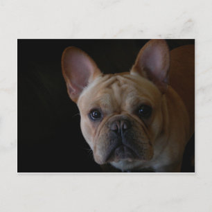 Fransk Bulldog Vykort