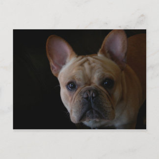Fransk Bulldog Vykort