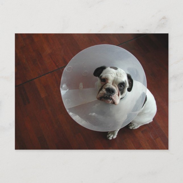 Fransk Bulldog Vykort (Framsida)