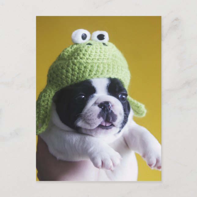 Fransk Bulldog Vykort (Framsida)
