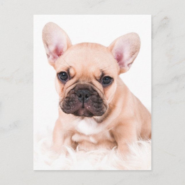 Fransk Bulldog Vykort (Framsida)