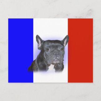 Fransk Bulldog Vykort