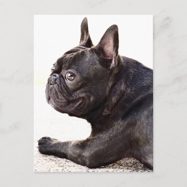 Fransk Bulldog Vykort (Framsida)
