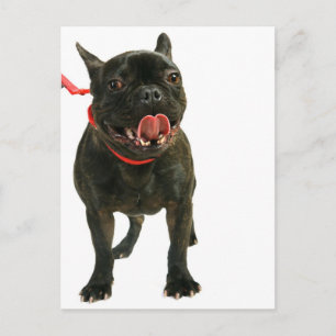 Fransk Bulldog Vykort