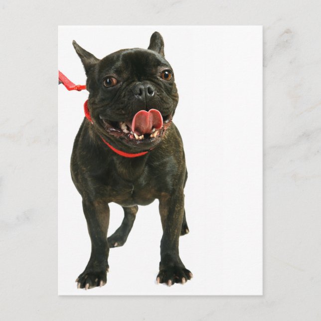 Fransk Bulldog Vykort (Framsida)