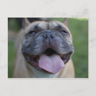 Fransk Bulldog Vykort
