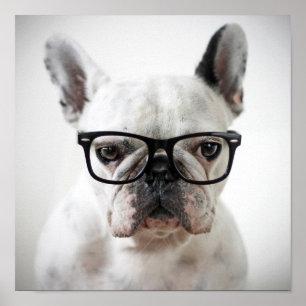 Fransk Bulldog Wearing Black Öga Glasses Poster