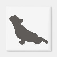 Fransk Bulldog Yoga Pose