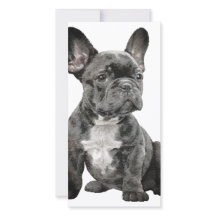 Fransk Bulldogg