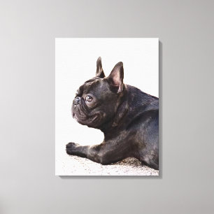 Fransk bulldogg canvastryck