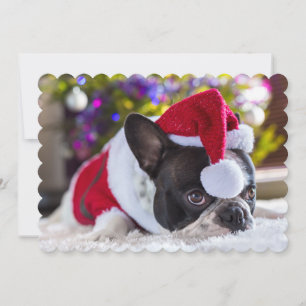 Fransk bulldogg i den Santa hatten under julgranen Julkort