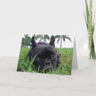 Fransk bulldogg i gräset kort