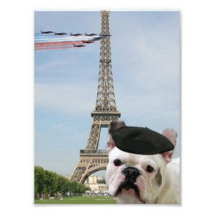 Fransk bulldogg i Paris Fototryck