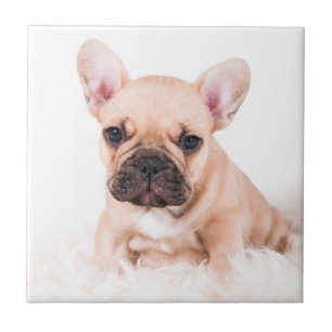 Fransk bulldogg kakelplatta