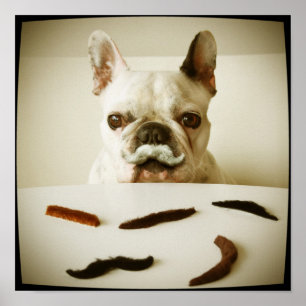 Fransk bulldogg med en mustasch poster