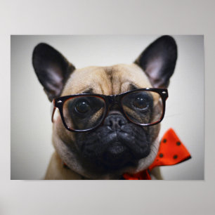 Fransk bulldogg med exponeringsglas och flugan poster