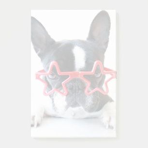 Fransk bulldogg med röda stjärnaexponeringsglas post-it block