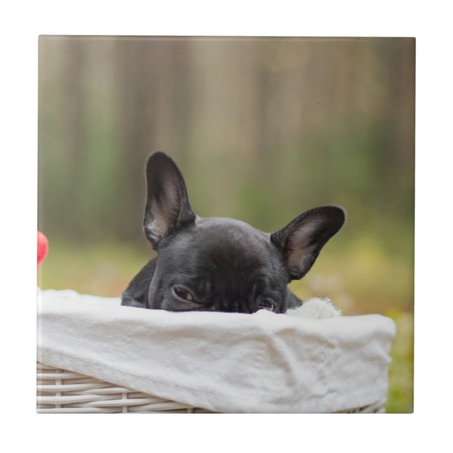 fransk bulldogg nyfiken valp kakelplatta (Framsidan)