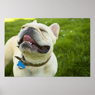 Fransk bulldogg poster
