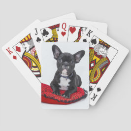 Fransk bulldogg som leker kort casinokort