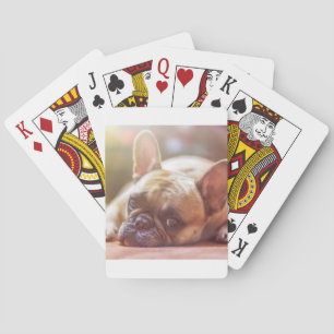 fransk bulldogg som ligger casinokort