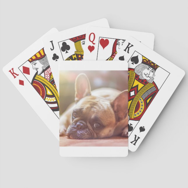 fransk bulldogg som ligger casinokort (Baksidan)