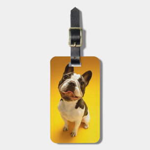 Fransk bulldogg som tittar upp bagagebricka