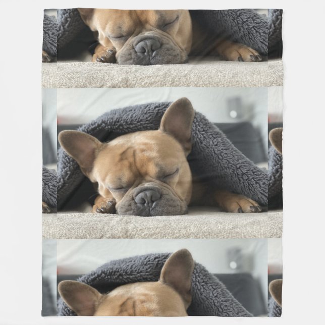 fransk bulldogg under filt  (Framsidan)