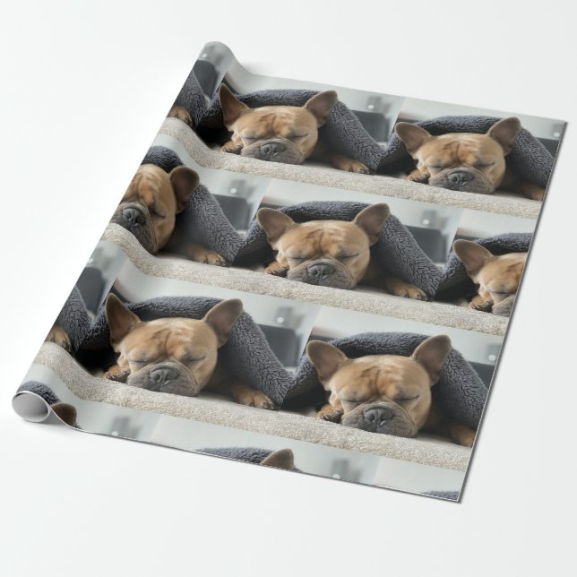 fransk bulldogg under filt  presentpapper (Utrullad)