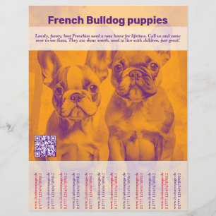 Fransk Bulldogg Valp Flyer