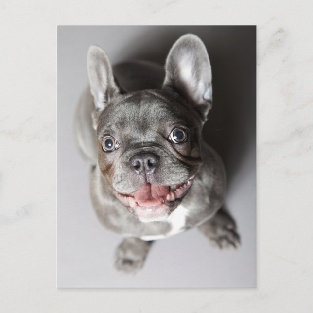 Fransk Bulldogg Vykort (Framsida)