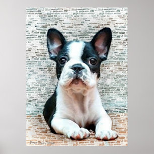 Fransk bulldoggaffisch poster