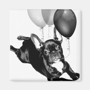 Fransk bulldoggmagnet för födelsedag magnet